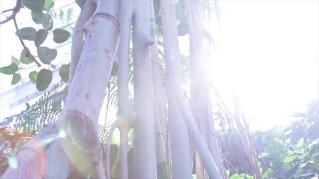 camera pans up a group of tall, thin, exotic looking trees at an inside garden, with some sunflares.