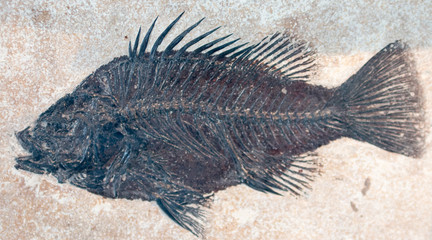 fossilized imprint of a prehistoric fish encased in stone.