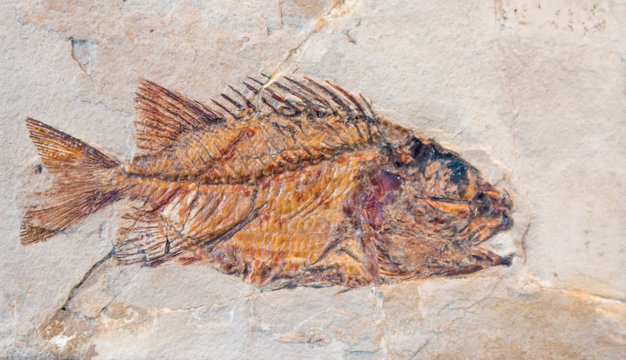 fossilized imprint of a prehistoric fish encased in stone.