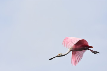 Pink Spoonbill