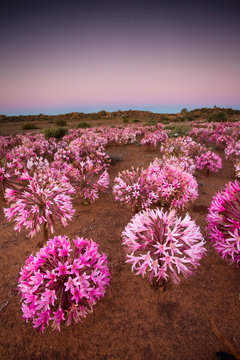 Panoramic landscape images of the March flowers (Brunsvigia Bosmaniae) in Nieuwoudtville in the Northern Cape of South Africa
