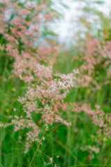 Pink flowers on morning sunlight.