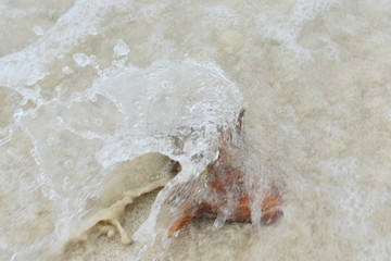 Shell Wave