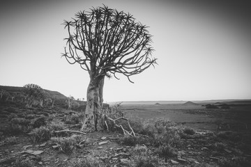 Wide angle landscape photo of the sunset over the Quiver tree forest in Nieuwoudtville in the...