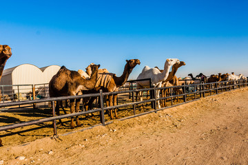 Dromedary camels in the camel market near Riyadh, Saudi Arabia
