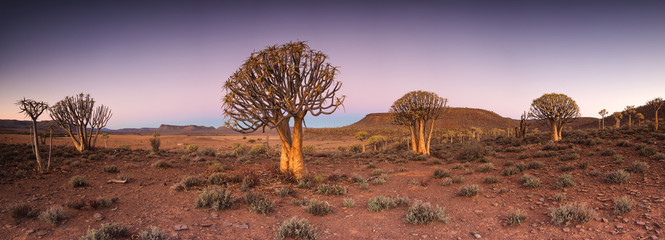 Wide angle landscape photo of the sunset over the Quiver tree forest in Nieuwoudtville in the...