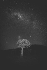 Wide angle astro photography photo with the blazing milky way over the Quiver tree forest in...