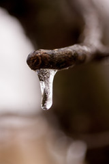 Icicle drop on branch