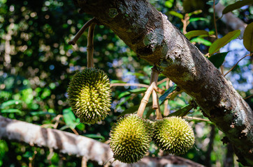 Durian