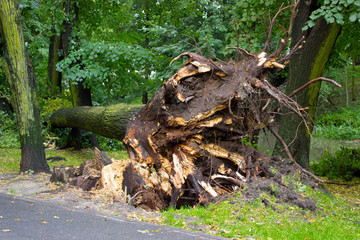 Fototapeta na wymiar Uprooted tree after storm in park, dangerous weather concept