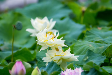 Obraz na płótnie Canvas lotus flower in bloom in summer