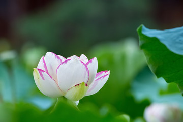 Obraz premium lotus flower closeup