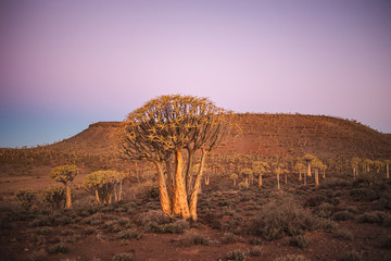 Sunset over the age old quiver tree forest in Nieuwoudtville in the Northern Cape of south africa