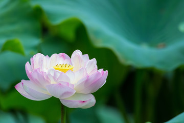 pink lotus flower in bloom