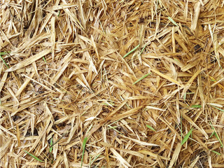 Bamboo leaves yellow and green to the ground