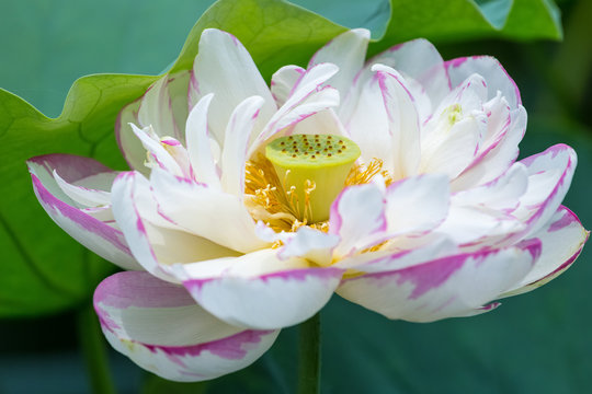 Fototapeta beautiful lotus flower closeup