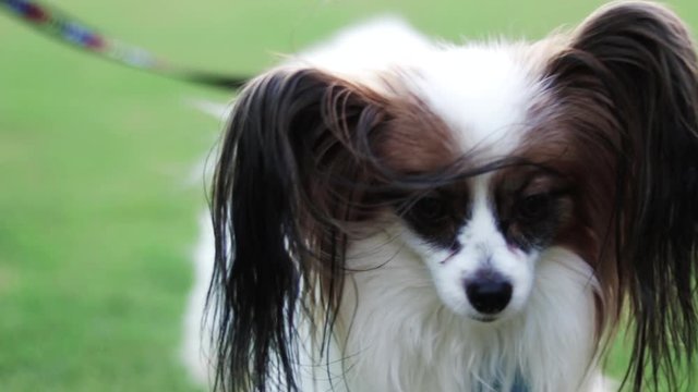 Slow motion pan of papillon dog breed enjoying the park.