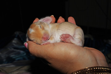 New born baby lop rabbit kit animal pet. Cute bunny lop eared kits.