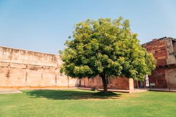 Agra Fort historical architecture and big green tree in Agra, India