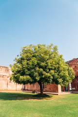 Fototapeta na wymiar Agra Fort historical architecture and big green tree in Agra, India