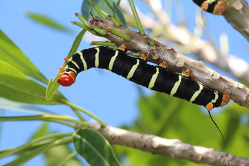 Boldly Colored Frangipani Hornworm Moth