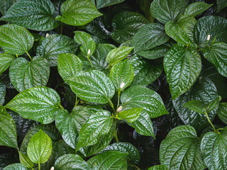 Betel leaves background. Green betel leaves in the garden.