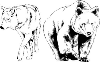 Obraz premium zestaw rysunków wektorowych na temat drapieżników jest rysowany ręcznie tuszem