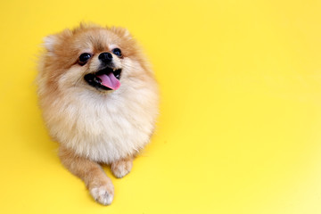 Pomeranian dog with yellow backdrop.