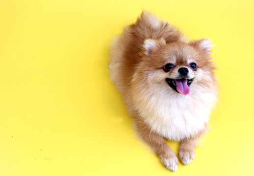 Pomeranian dog with yellow backdrop.