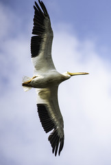 Fototapeta na wymiar Pelican in flight with full Wingspan