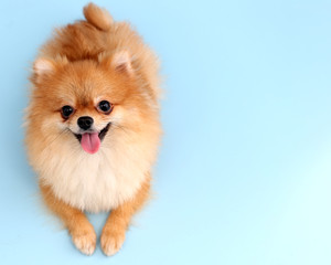 Fototapeta na wymiar Pomeranian dog with blue backdrop. 