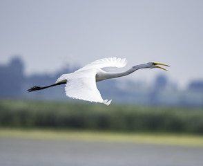 Great Egret calling in flight