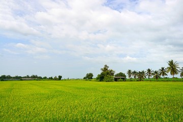 Green cornfield with blue sky and clouds in the morning at Thailand, Idea agriculture, Space for text in template, Travel and Ecological concept