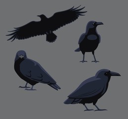 Bird Poses Common Raven Vector Illustration
