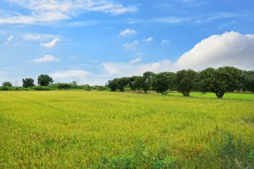 Green cornfield with blue sky and clouds in the morning at Thailand, Idea agriculture, Space for text in template, Travel and Ecological concept