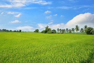 Obraz premium Green cornfield with blue sky and clouds in the morning at Thailand, Idea agriculture, Space for text in template, Travel and Ecological concept