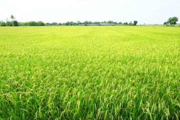 Green cornfield with sky in the morning at Thailand, Idea agriculture, Space for text in template, Travel and Ecological concept