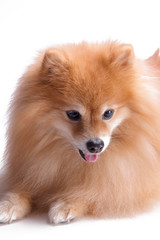 Beautiful, happy, relaxed and well behaved golden Pomeranian puppy dog sitting down looking to the side, isolated on white background. Cute fluffy golden mane,