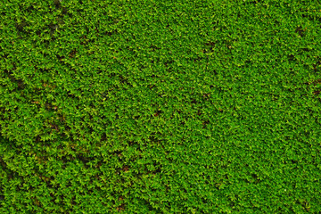 Close-Up Green moss for background texture with copy space design your text .