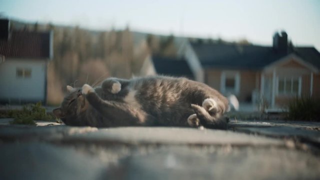 Grey cat rolling over on its back in slow motion.