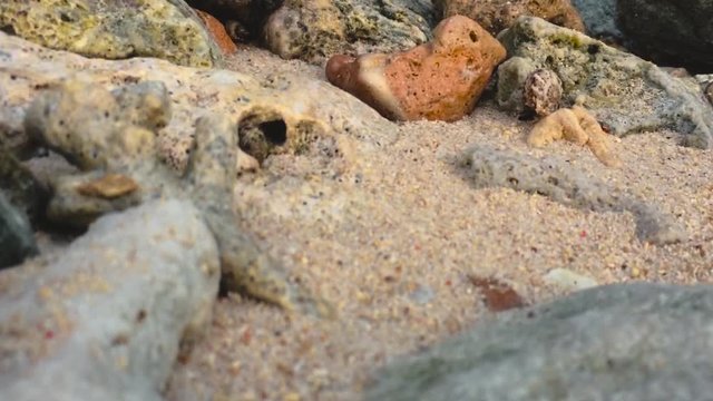 Baby crabs trying to hide in a shell as they walk through the beach sand.