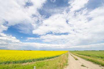 Canola farm  with rural road in Alberta 