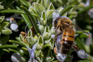 Bee collecting pollen 3