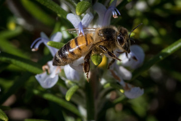 Bee collecting pollen 2