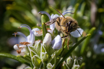 Bee collecting pollen 1