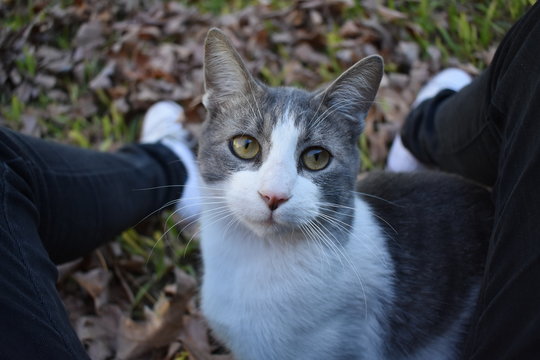 Milo