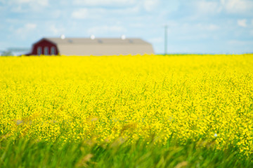 Canola Field with farmhouse in background