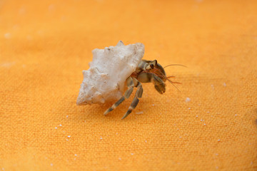 Hermit Crab on the Table