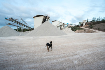 An concrete factory dog