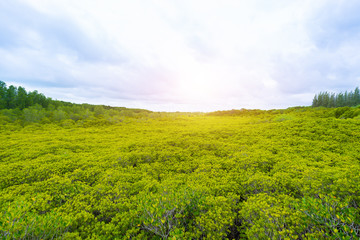 Mangroves inTung Prong Thong or Golden Mangrove Field at Estuary Pra Sae, Rayong, Thailand